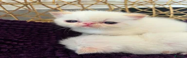 Exotic Kitten 2