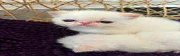 Exotic cats for sale: CHUNKY EXOTICS KITTENS GCCF PARENTS   - Advert 14