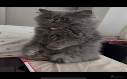 Persian cats for sale: Persian male and female &kittens  - Image 7