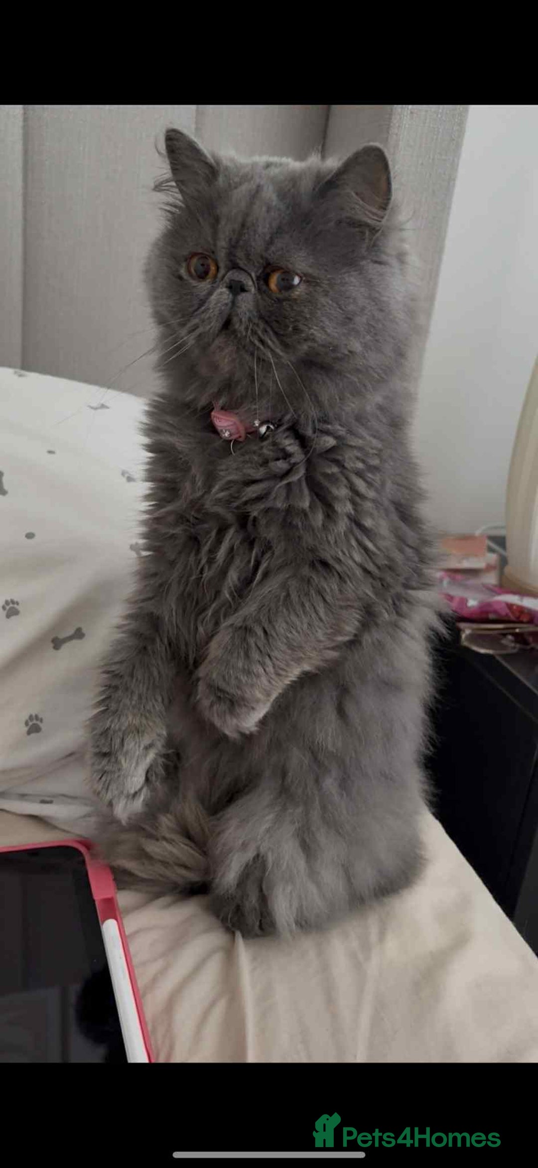 Persian cats for sale: Persian male and female &kittens  - Image 7