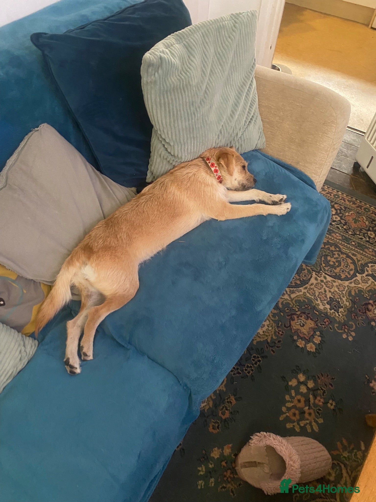 Mixed Breed dogs Binky  - Advert 6
