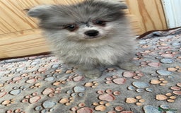 Pomeranian dogs for sale: Two puppies left Ready to Leave  - Image 18