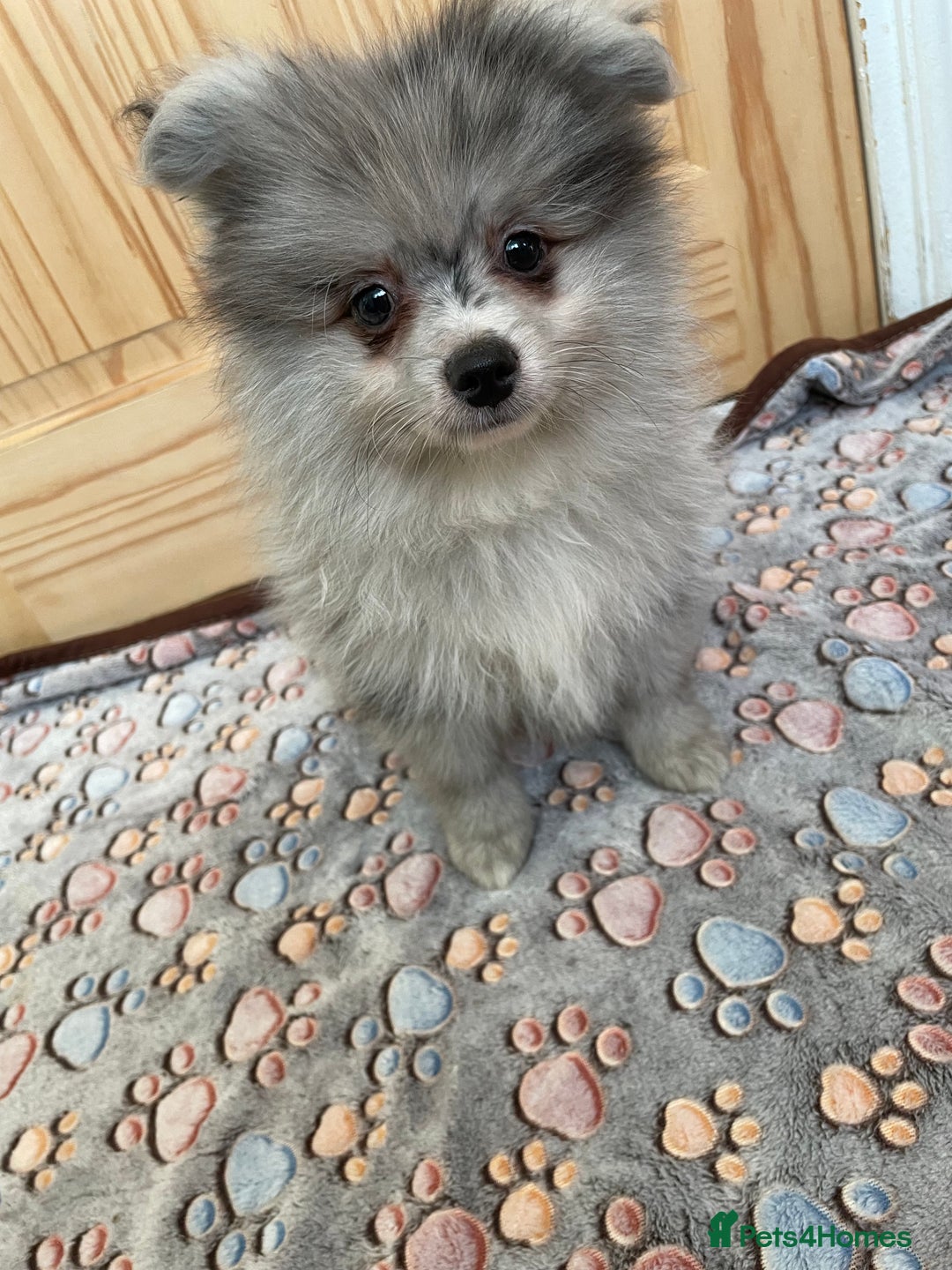 Pomeranian dogs for sale: Two puppies left Ready to Leave  - Image 18