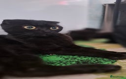 Scottish Fold cats for sale: Scottish kittens for sale  - Image 6
