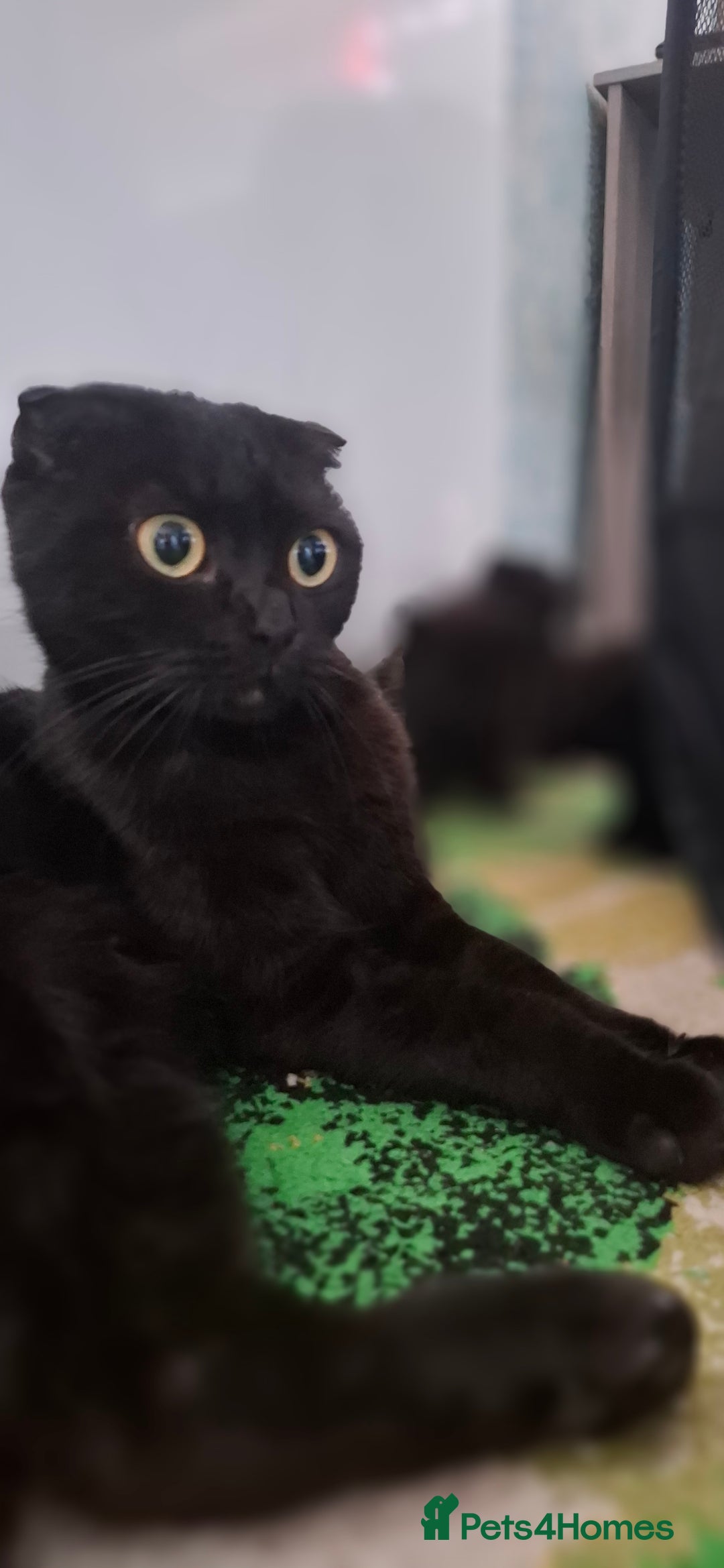 Scottish Fold cats for sale: Scottish kittens for sale  - Image 6