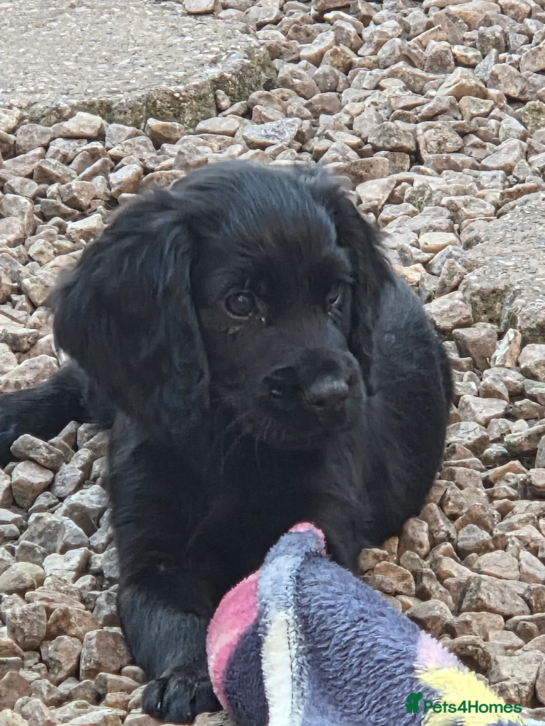 Cocker Spaniel dogs for sale: Cocker spaniel pups for sale - Advert 2