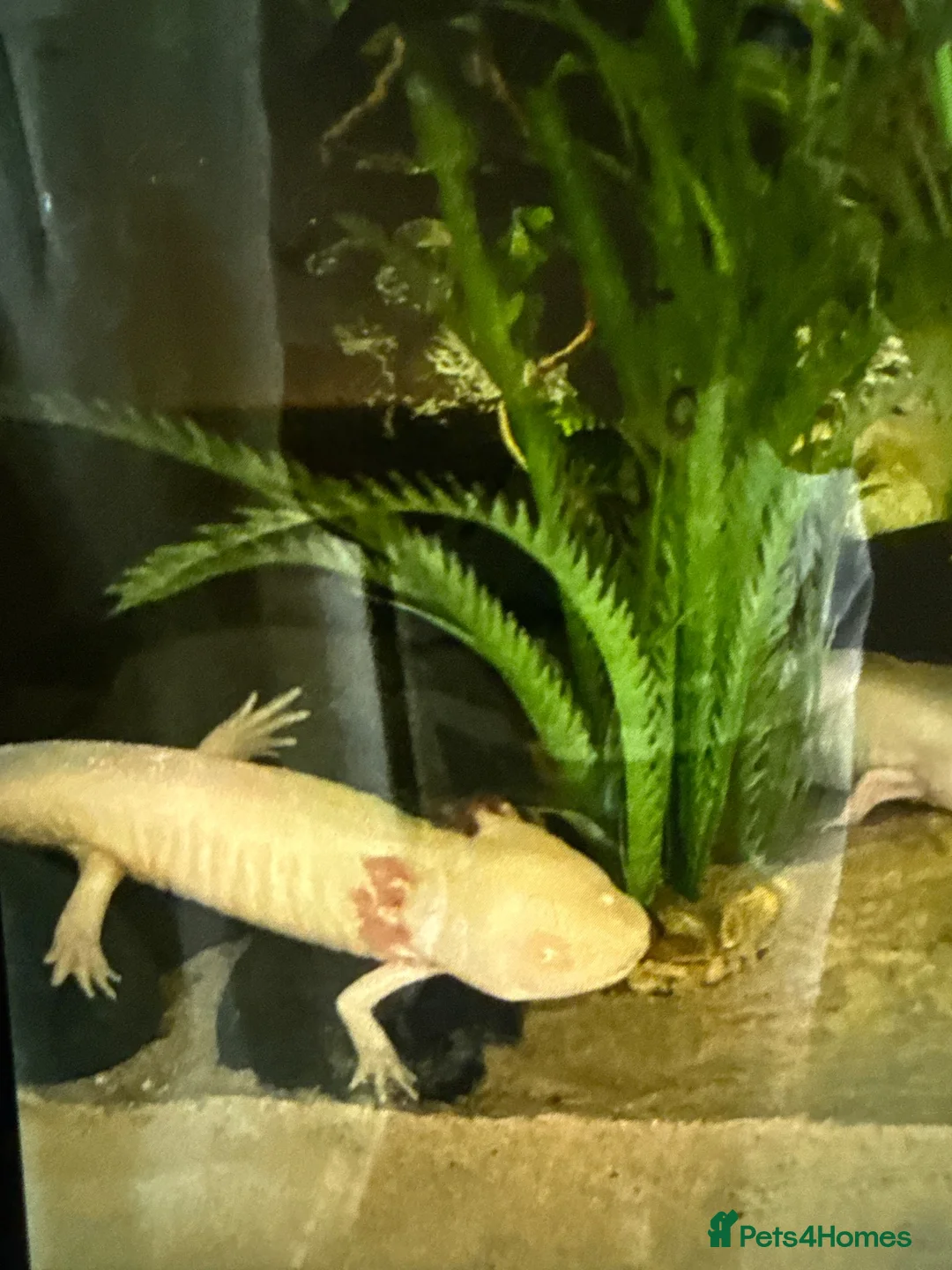 Axolotl reptiles for sale: Gold Axolotl - Advert 2