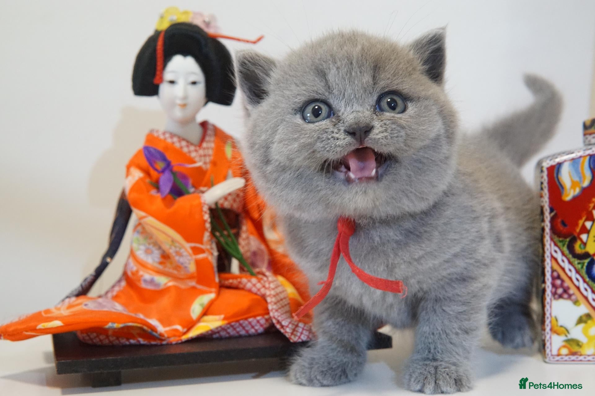 British Shorthair cats ✨ CIAOKITTY — BLUE BRITISH SHORTHAIR KITTENS ✨ - Advert 2