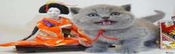 British Shorthair cats for sale: ✨ CIAOKITTY — BLUE BRITISH SHORTHAIR KITTENS ✨ in Widnes - Advert 2