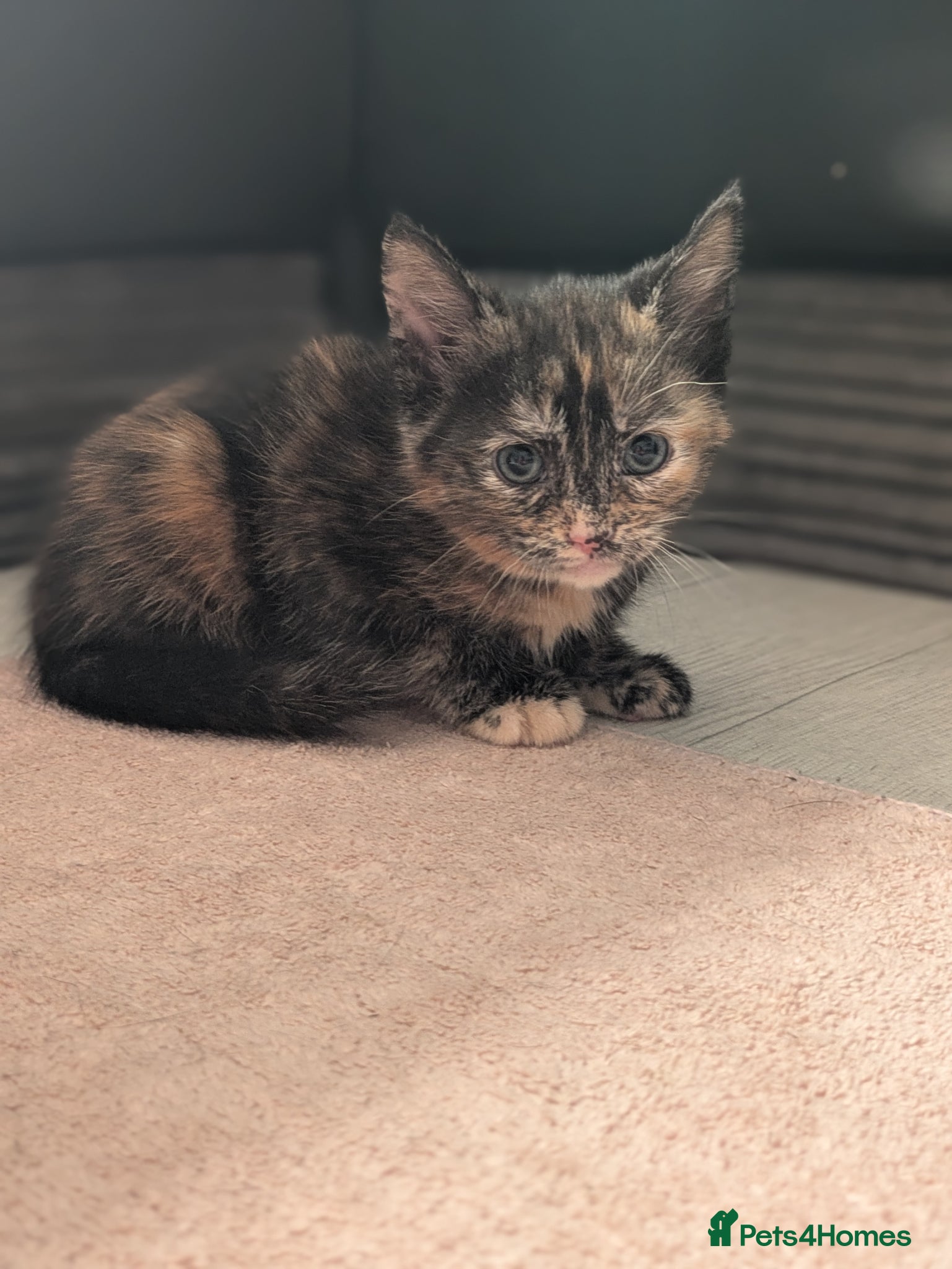 Mixed Breed cats Beautiful American short hair cross Kittens - Advert 1