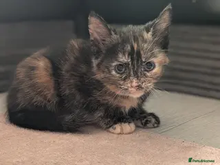 Mixed Breed cats Beautiful American short hair cross Kittens - Advert 1