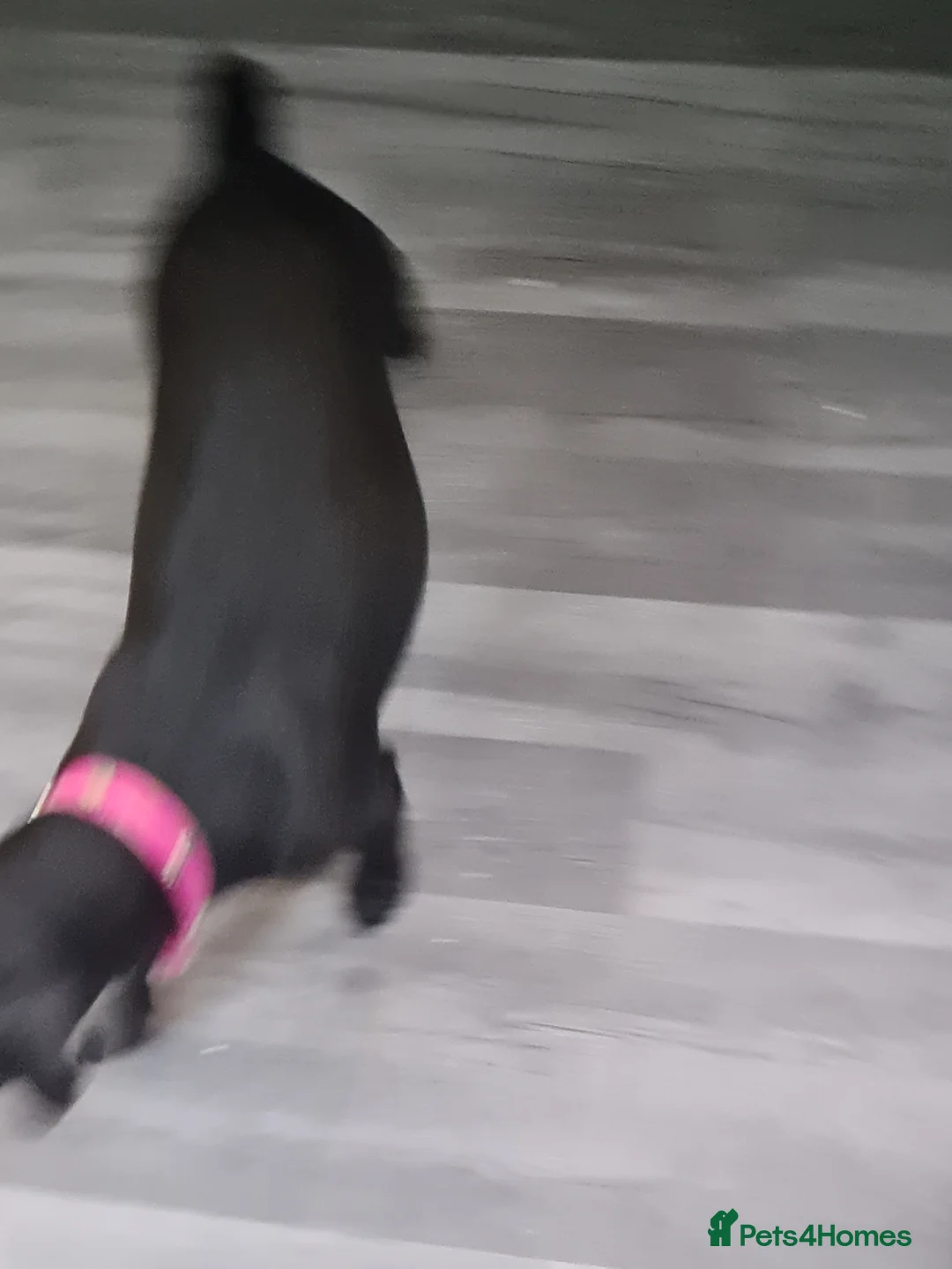 Patterdale Terrier dogs for sale: Beautiful chocolate Paterdale Terrier 4 months old in Stevenage - Advert 3