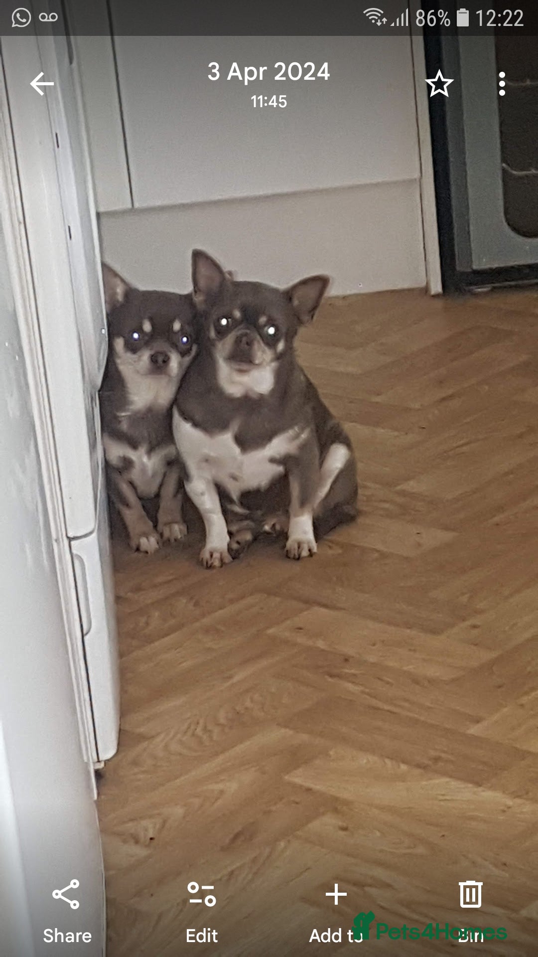 Chihuahua dogs for sale: 3 years old girl - Image 8