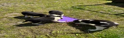 Border Collie dogs for sale: Border collie pups  in Haltwhistle - Advert 11