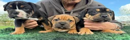 Olde English Bulldogge dogs for sale: Olde english bulldogee READY NEXT WEEK - Advert 8