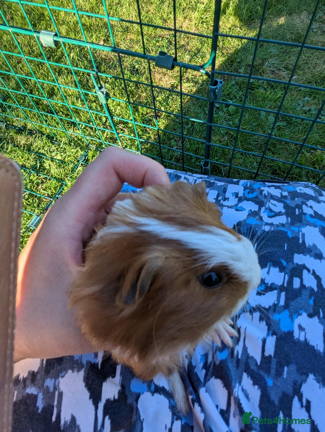 Guinea Pig rodents for sale: Baby guinea pigs - Image 4