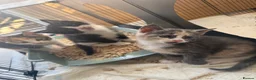 Maine Coon cats for sale: TORTOISESHELL MAINE COON X KITTENS - Advert 5