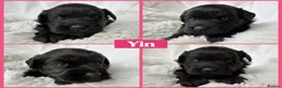 Miniature Schnauzer dogs for sale: BVA/MAC TESTED CLEAR - KC REG 2 BLACK GIRLS - Advert 6