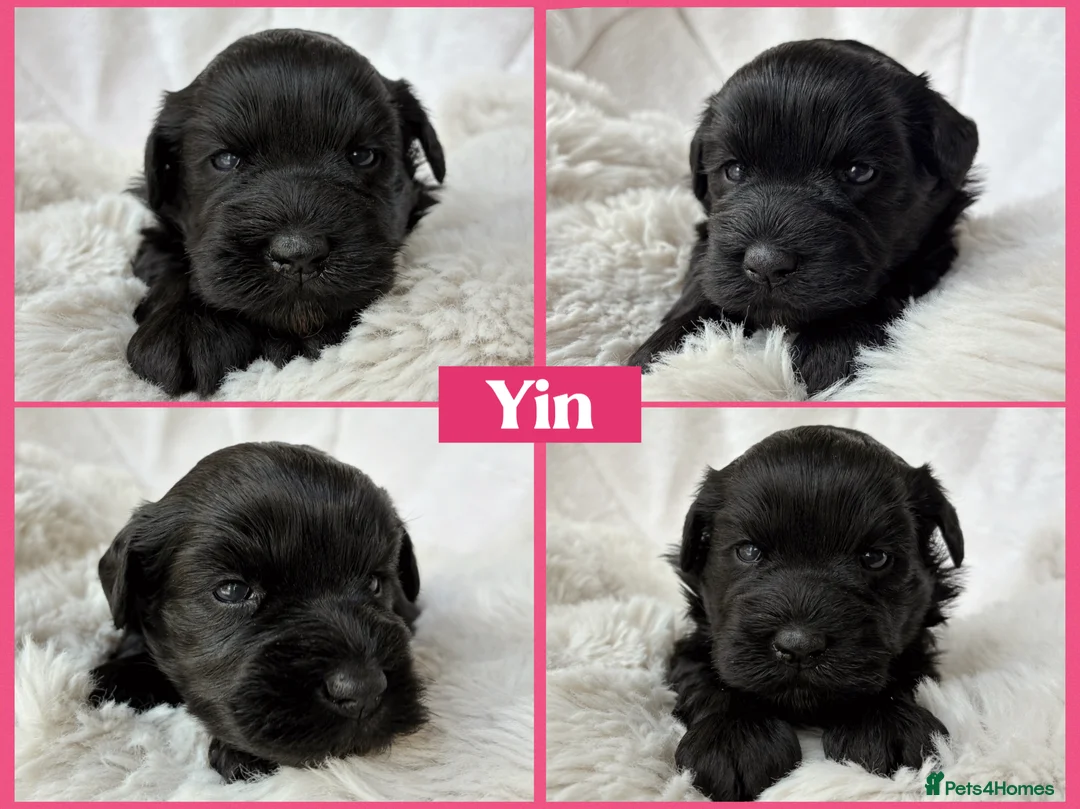 Miniature Schnauzer dogs for sale: BVA/MAC TESTED CLEAR - KC REG 2 BLACK GIRLS - Advert 2