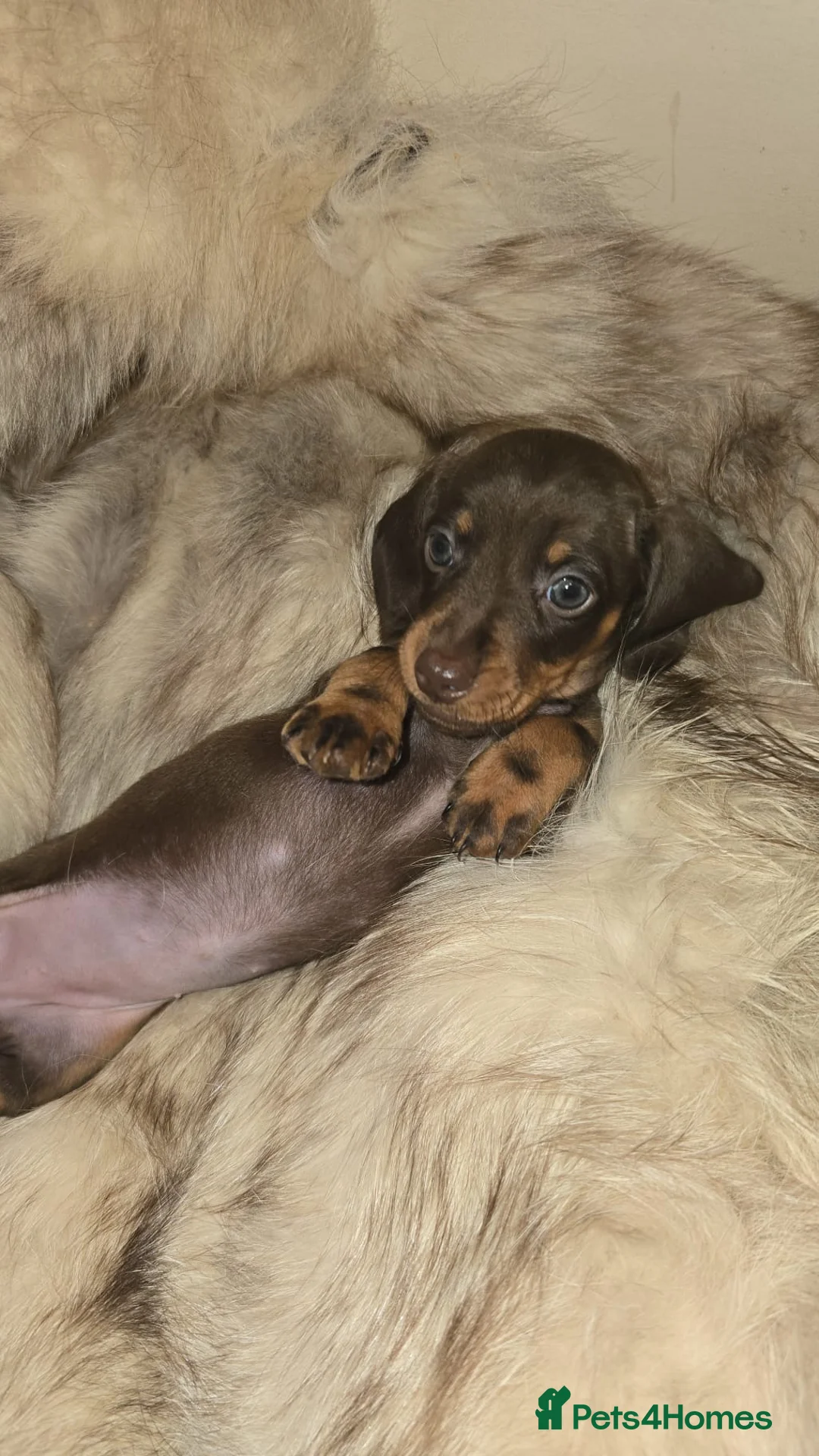 Miniature Dachshund dogs for sale: KC Mini Dachshunds 2 Beautiful girls Ready!! - Advert 4