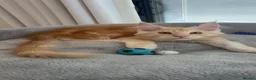 Maine Coon cats for sale: Stunning Maine Coon kittens  - Advert 5