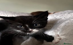 Maine Coon cats for sale: Main coon cross kittens  - Image 3