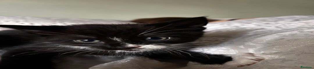Maine Coon Kitten 2