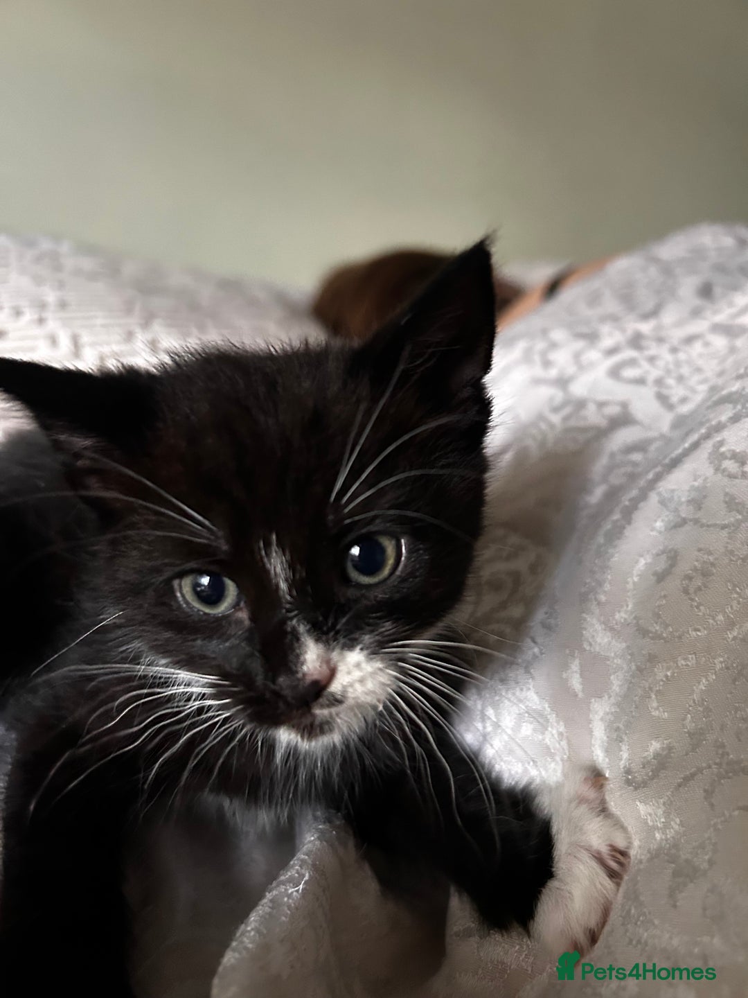 Maine Coon cats for sale: Main coon cross kittens  - Image 3