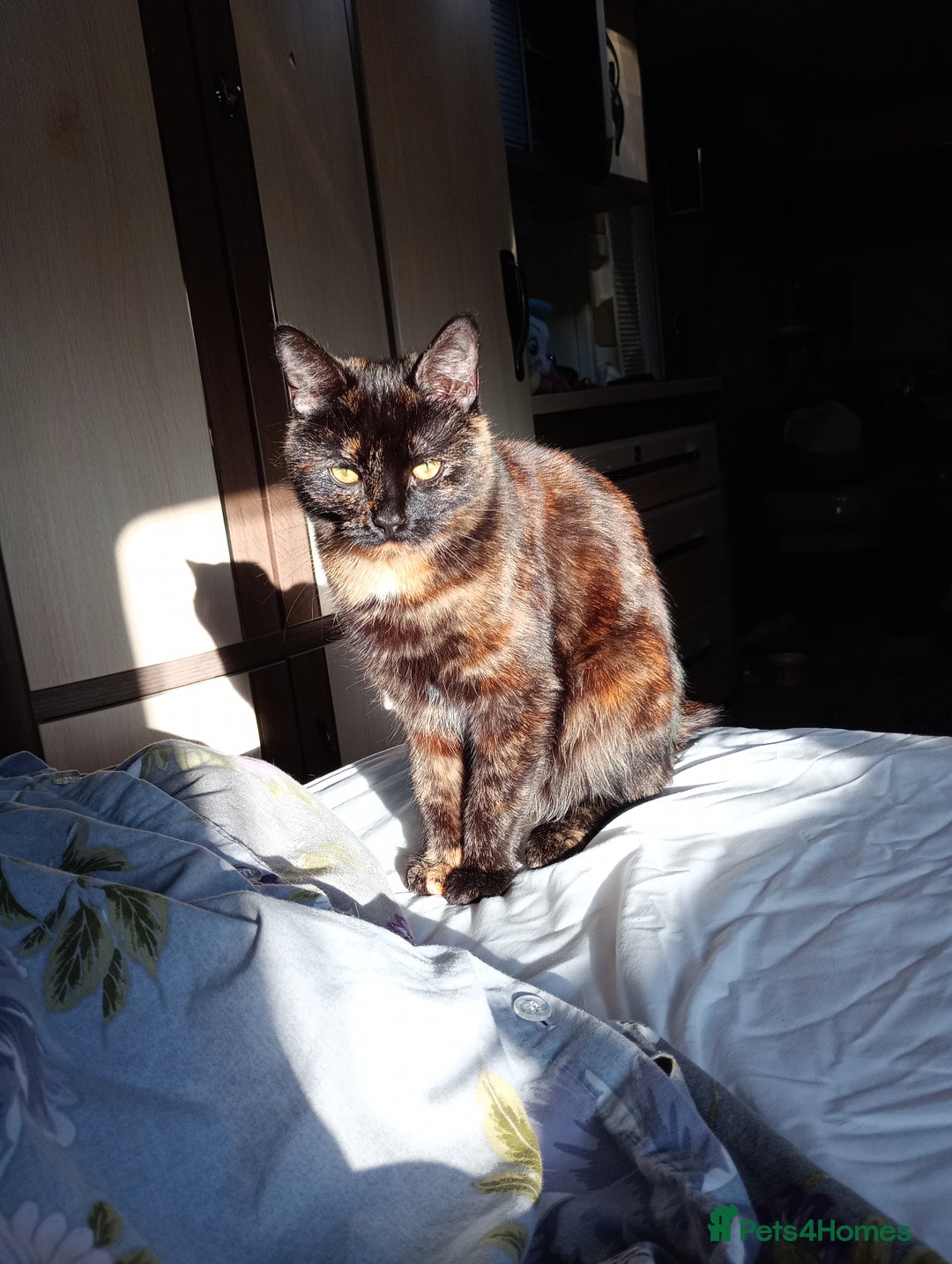 British Shorthair cats for sale: Cat for sale - Image 9