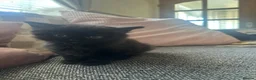 British Longhair cats for sale: British shorthair kittens 1GIRL LEFT  - Advert 2
