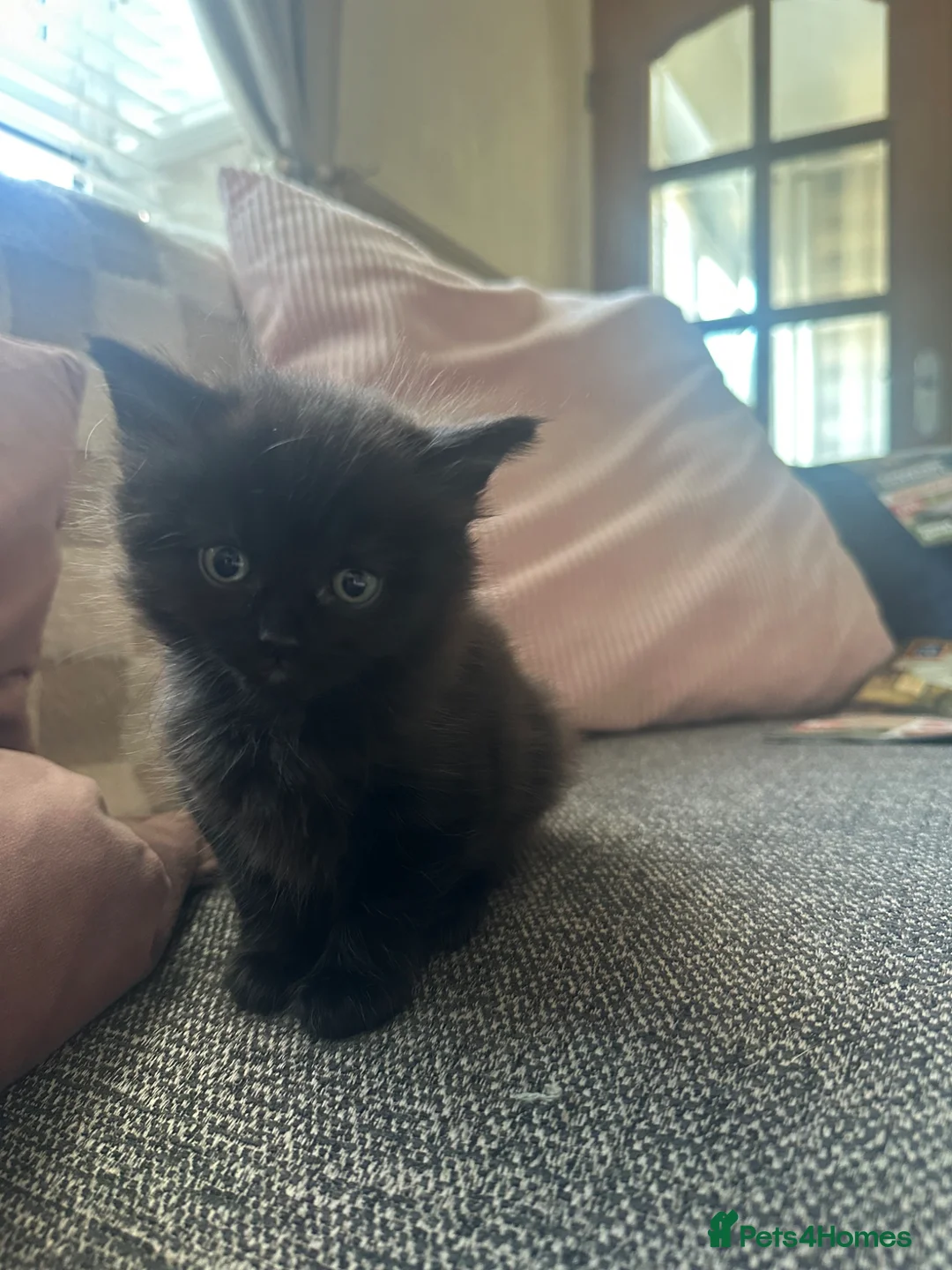 British Longhair cats for sale: British shorthair kittens 1GIRL LEFT  - Advert 2