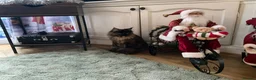Maine Coon cats for sale: 🐾 Beautiful Maine Coon Tortie Female  - Advert 10
