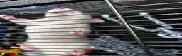 Rat rodents for sale: 3 young male rats for sale - Advert 3