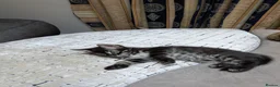 Mixed Breed cats for sale: Bengal mixed kittens - Advert 29
