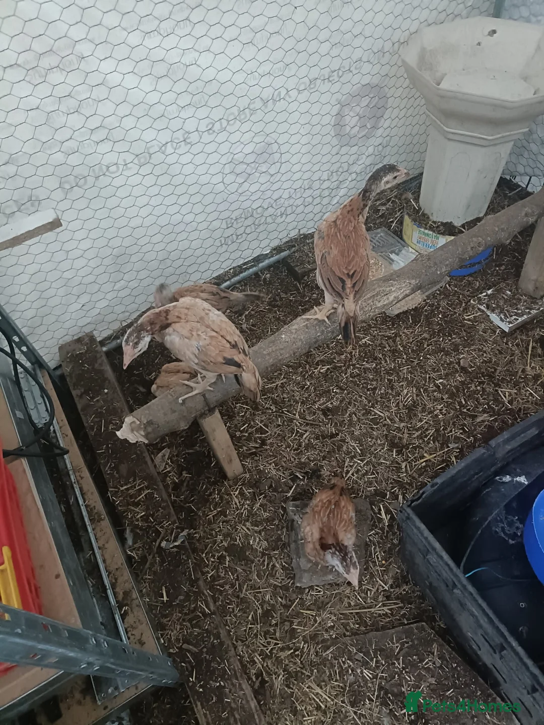 Chickens poultry for sale: Shamo chicks  in Sheffield - Advert 2