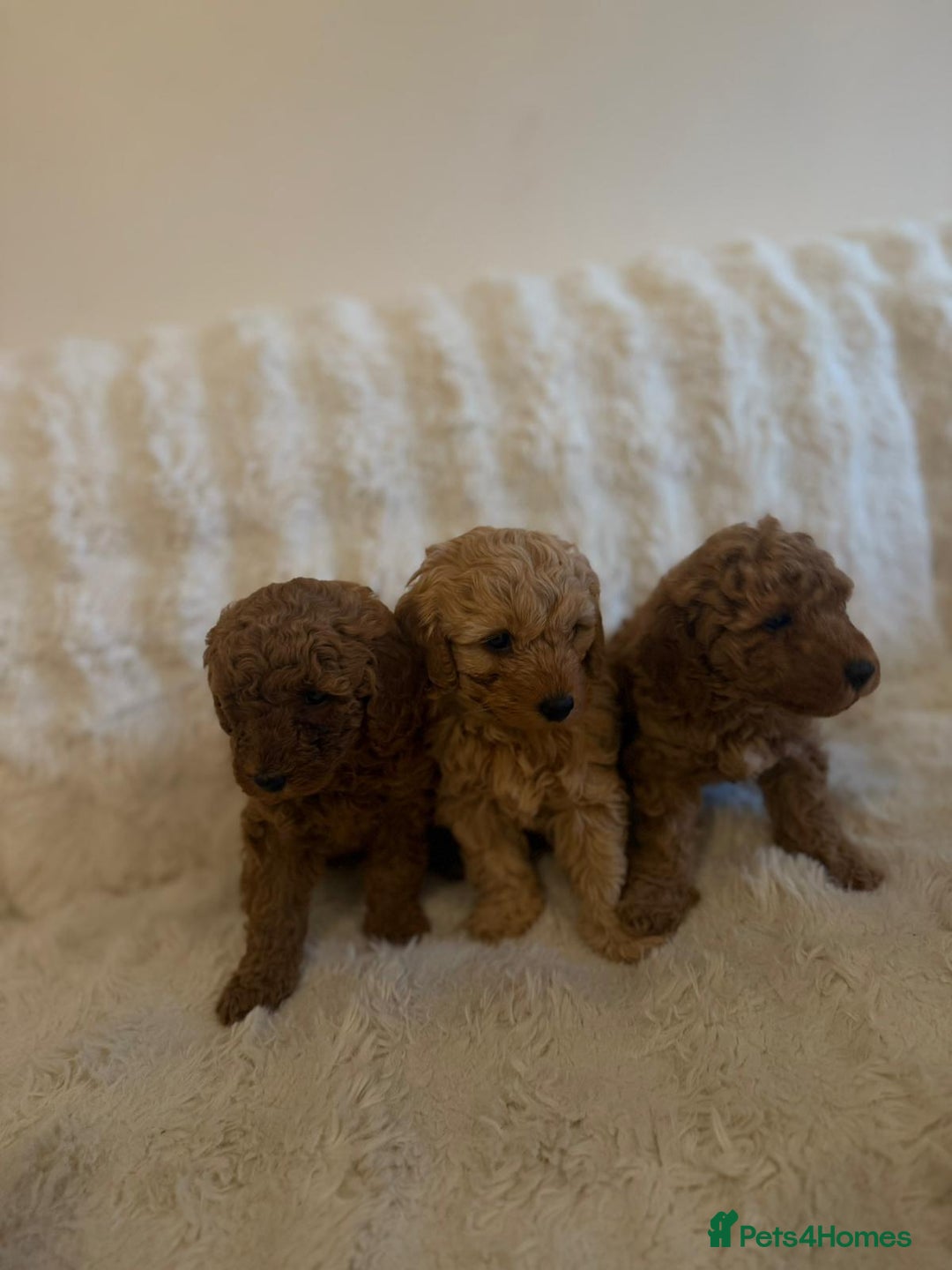 Cockapoo dogs for sale: Beautiful Cockapoo Puppies – Ready Soon! 🐶💛 - Image 7