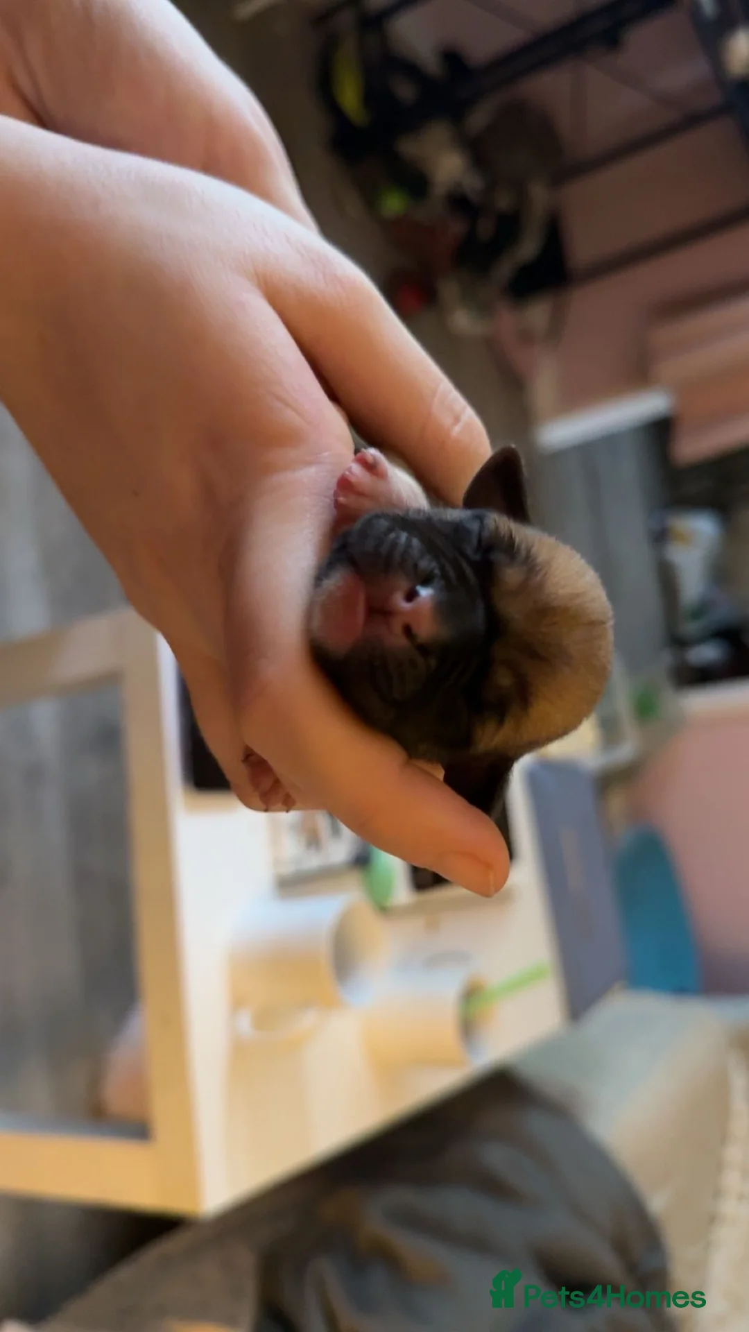 Mixed Breed dogs for sale: Pug cross american bulldog - Advert 6