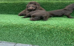 Cocker Spaniel dogs for sale: Kc cocker spaniel puppies  - Image 11