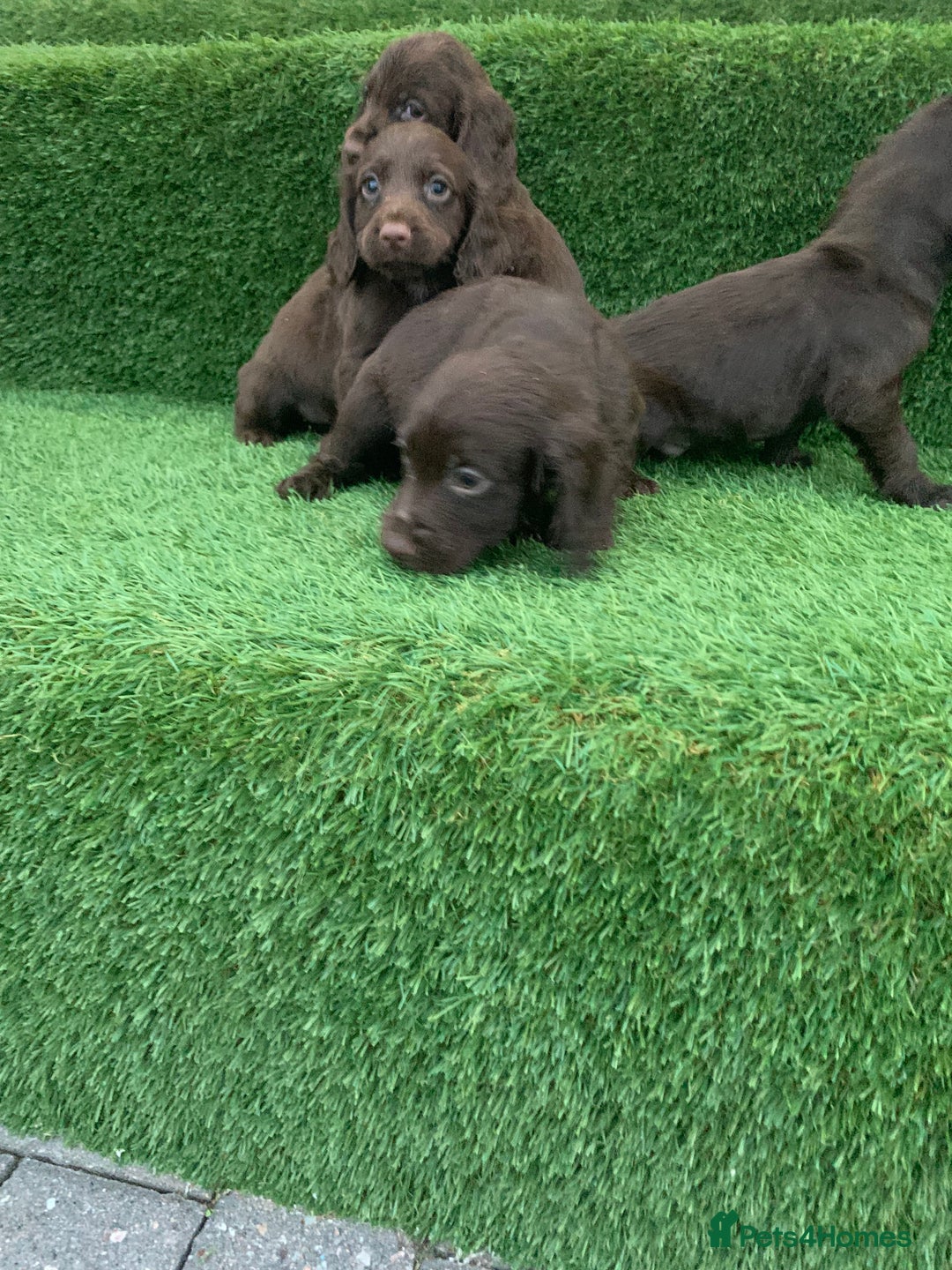 Cocker Spaniel dogs for sale: Kc cocker spaniel puppies  - Image 11