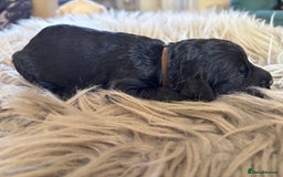 Goldendoodle dogs for sale: 12 Stunning Goldendoodles - Image 5