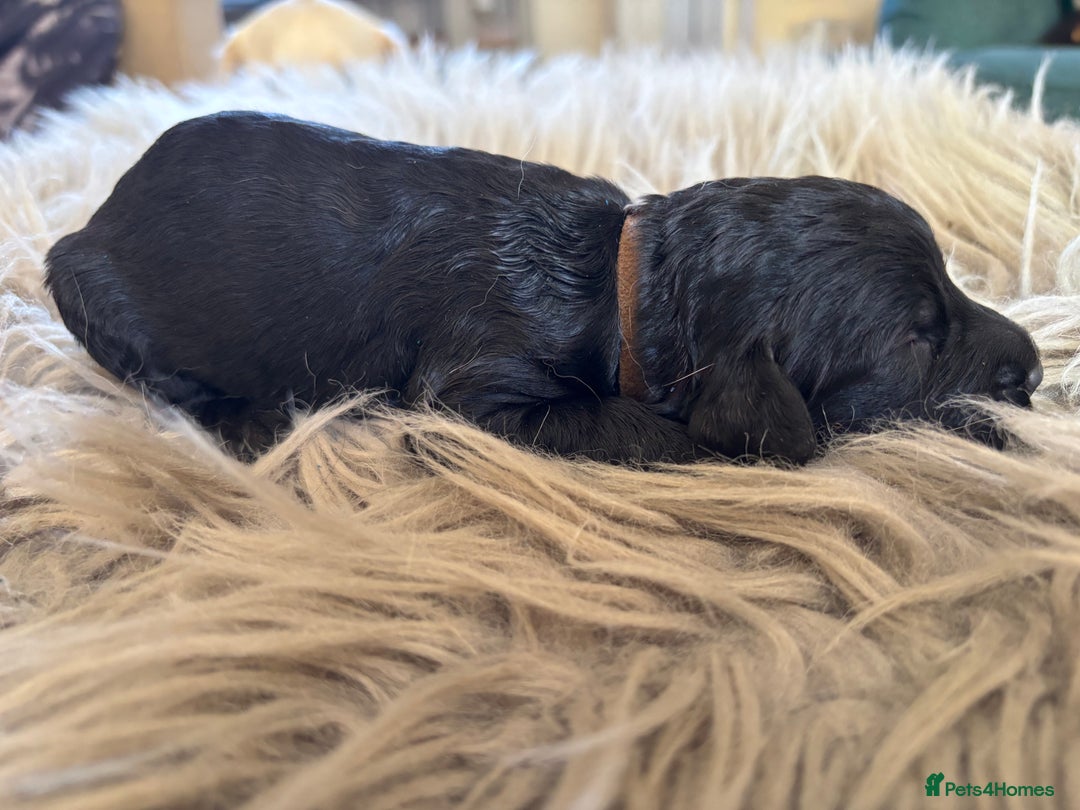 Goldendoodle dogs for sale: 12 Stunning Goldendoodles - Image 5