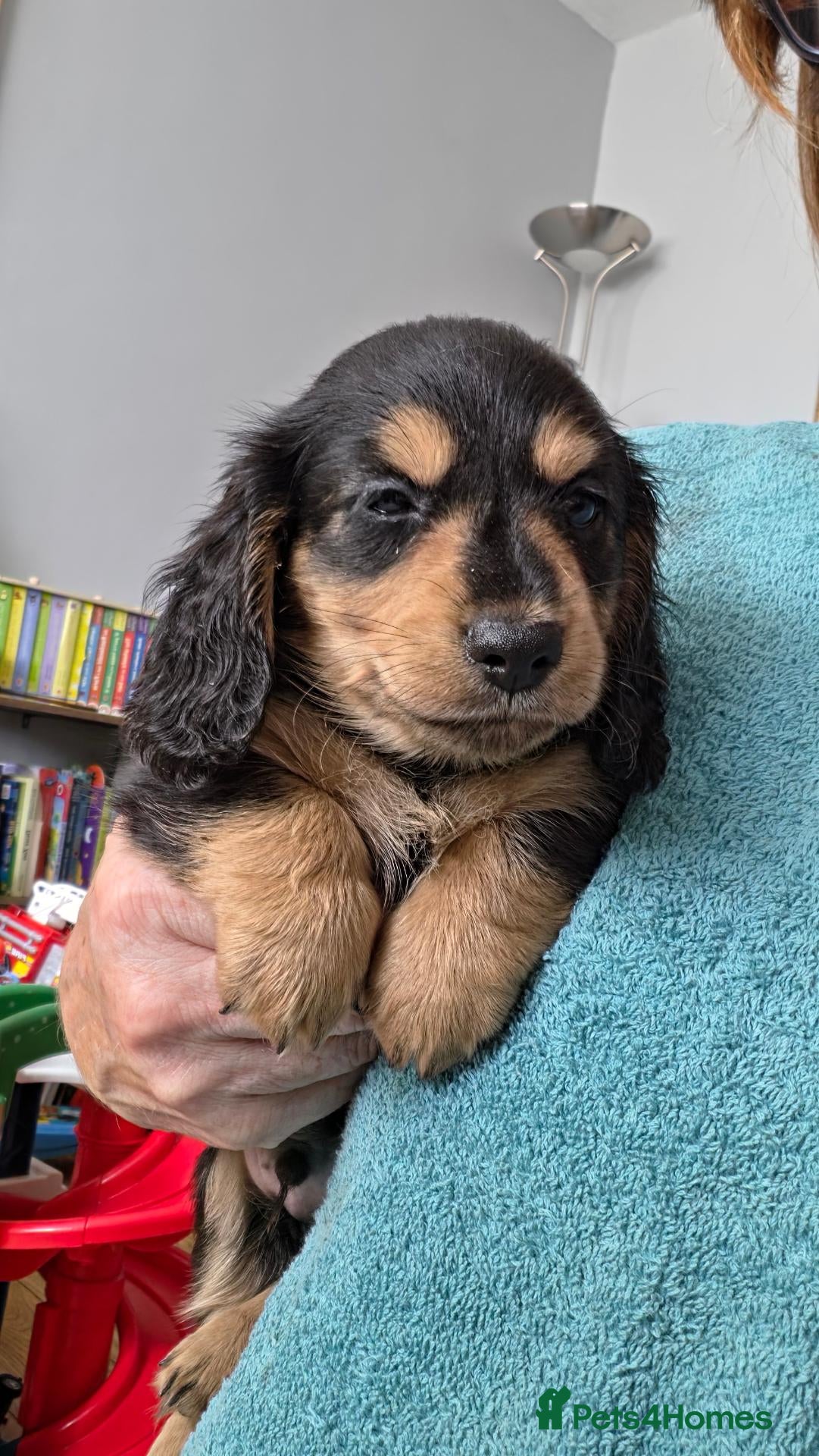 Miniature Dachshund dogs Longhaired Minature Dachshund  - Advert 9