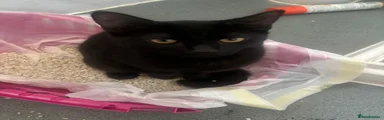 Domestic Shorthair 2