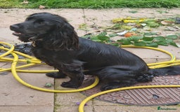 Cocker Spaniel dogs for sale: Loki  - Image 7