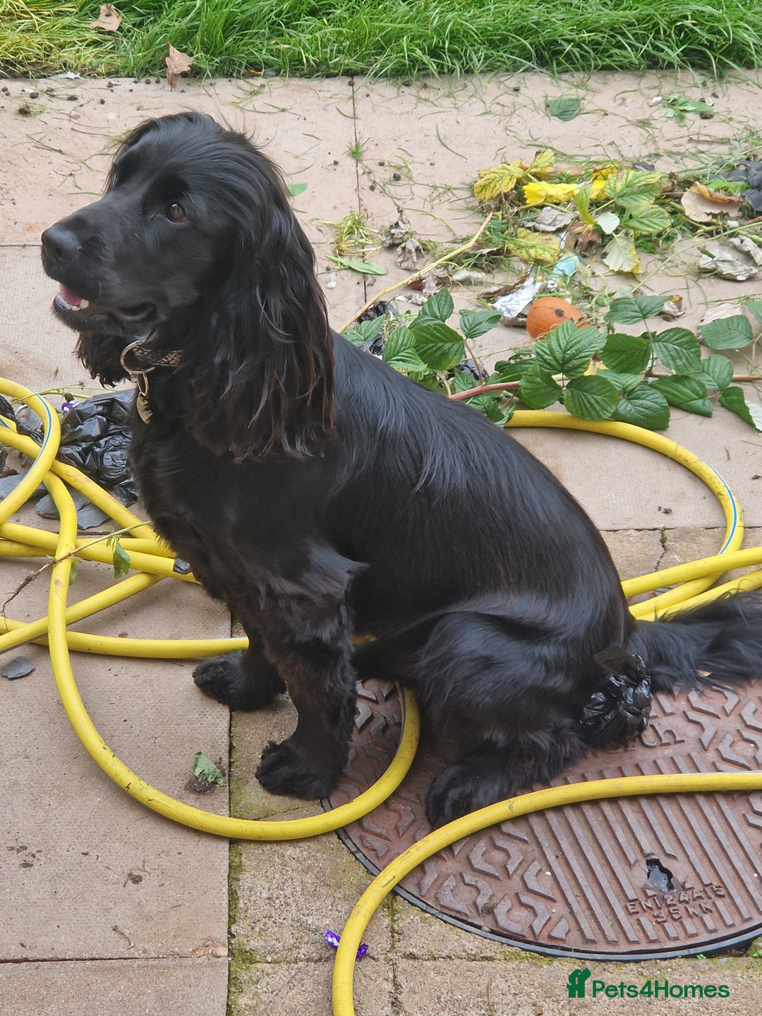 Cocker Spaniel dogs for sale: Loki  - Image 7
