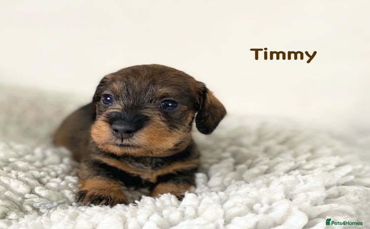 Miniature Dachshund dogs - Advert 1
