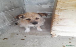 Mixed Breed dogs for adoption: Charlotte approx 6 yr old. Available for adoption. - Image 8