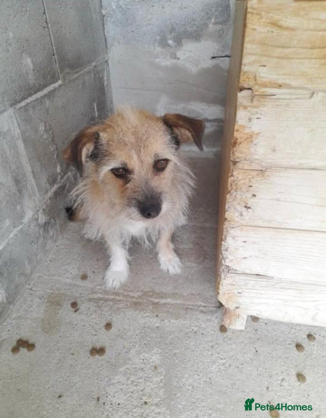 Mixed Breed dogs for adoption: Charlotte approx 6 yr old. Available for adoption. - Image 8