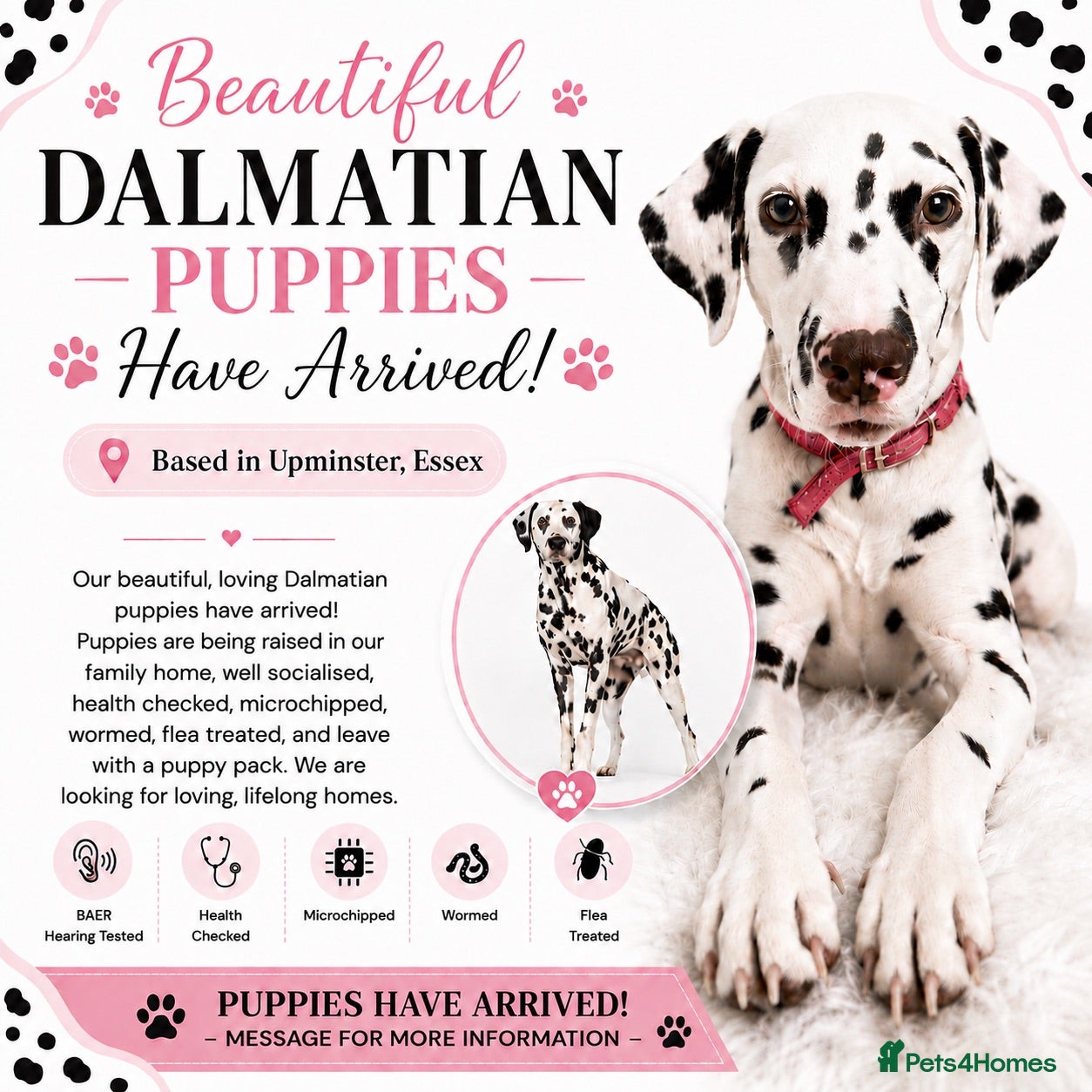 Dalmatian dogs 💫🐾 Dalmatian puppies have arrived  🐾💫 - Advert 12