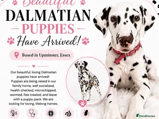 Dalmatian dogs 💫🐾 Dalmatian puppies have arrived 🐾💫 - Advert 3